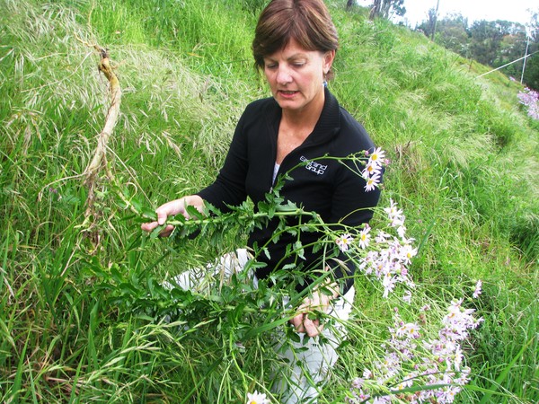 Reserves Supervisor Jenny Allen demonstrating how to pull up Holly Leaved Senecio with its tap roots attached.